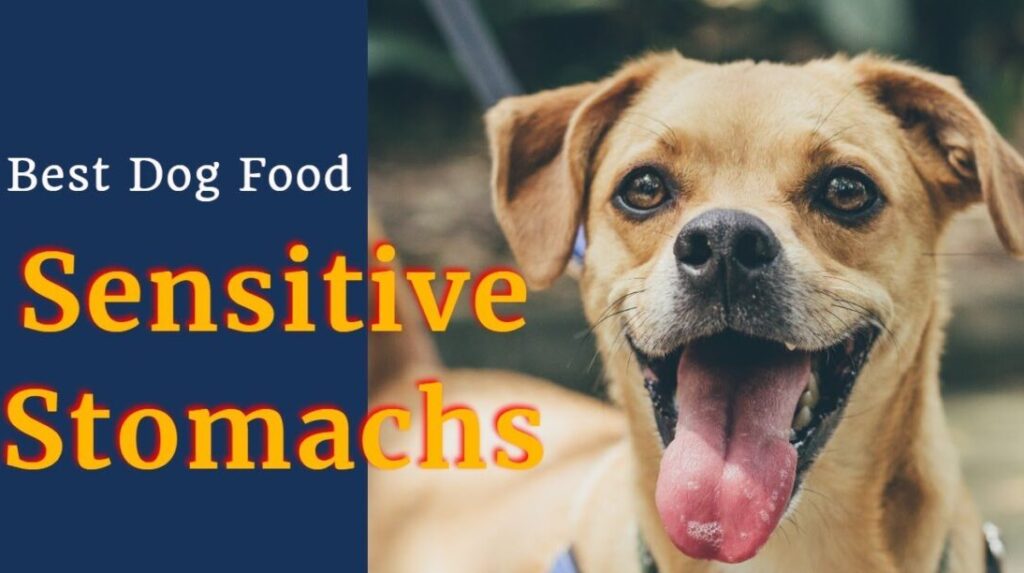 Best dog stomachs