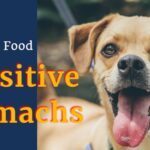 Best dog stomachs